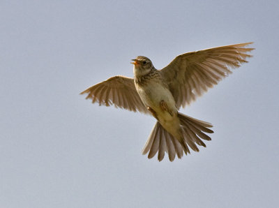 Skylark - Sanglærke - Alauda arvensis