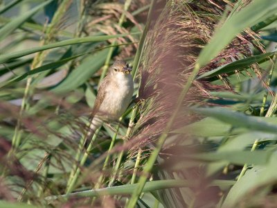 Reed Warbler - Acrocephalus scirpaceus - Rrsanger