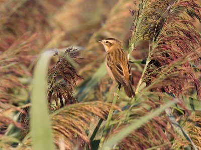 Sedge  Warbler - Acrocephalus schoenobaenus - Sivsanger