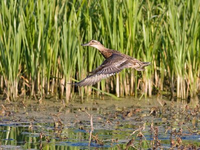 Garganey juv - Atlingand - Anas querquedula