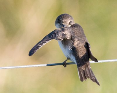 Sand Martin - Riparia riparia - Digesvale