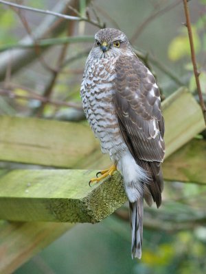 Sparrowhawk - Spurvehg juv - Accipiter nisus