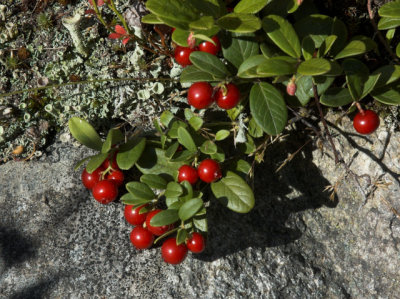 Cowberry
