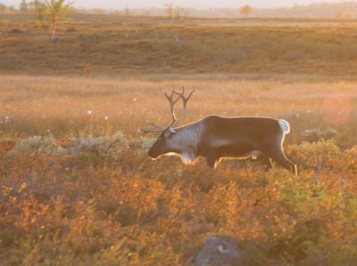 Reindeer
