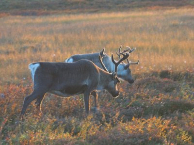Reindeer