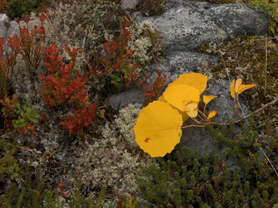 Bilberry and leaves from Birch 