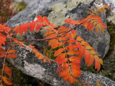 Rowan tree - Alm. Rn - Sorbus aucuparia