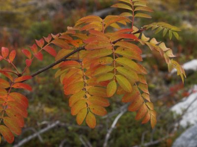 Rowan tree - Alm. Rn - Sorbus aucuparia