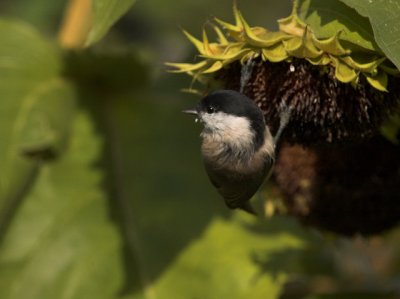 Marsh Tit - Sumpmejse - Parus palustris