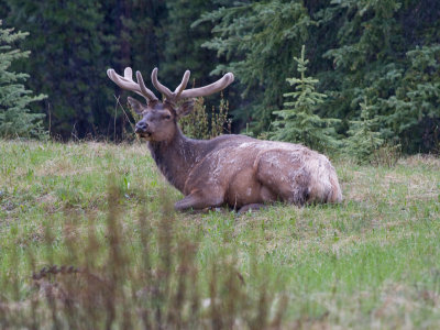 Elk male  - Cervus elaphus