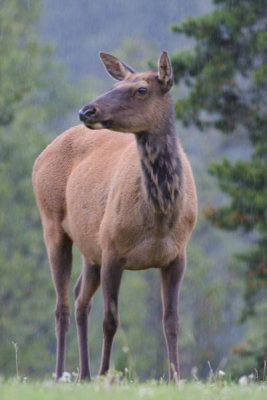 Elk female  - Cervus elaphus