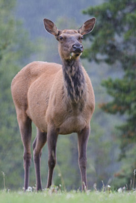 Elk female  - Cervus elaphus