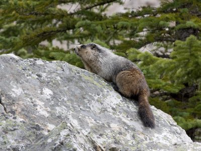 Hoary Marmot - Marmota caligata
