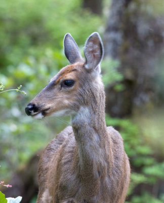 Mule deer -Odocoileus hemionus