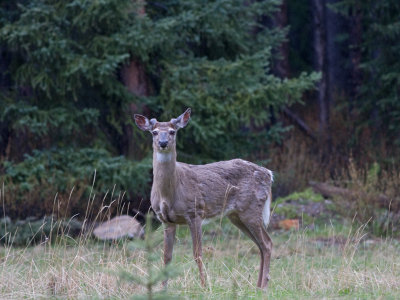 Mule deer -Odocoileus hemionus