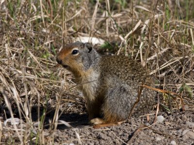 Columbian Ground Squirrel - Spermophilus columbianus