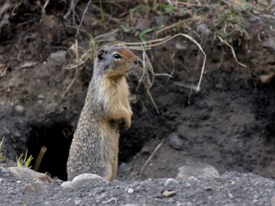 Columbian Ground Squirrel - Spermophilus columbianus
