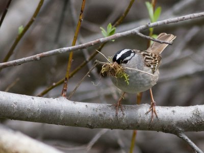 White-crowned Sparrow - Zonotrichia leucophrys