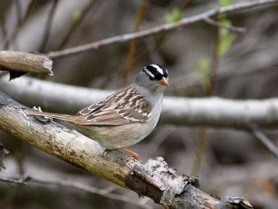 White-crowned Sparrow - Zonotrichia leucophrys