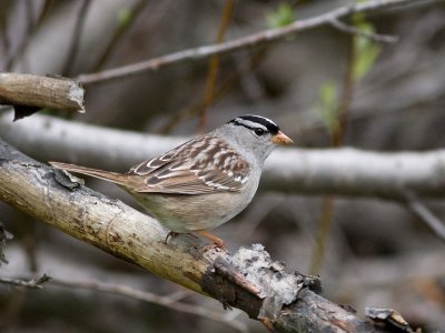 White-crowned Sparrow - Zonotrichia leucophrys