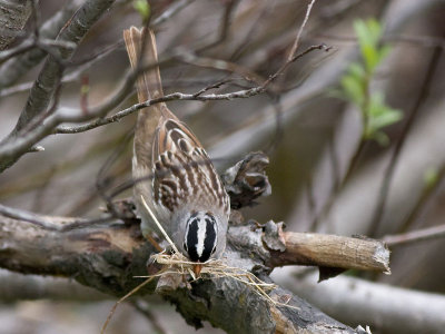 White-crowned Sparrow - Zonotrichia leucophrys