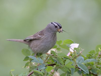 White-crowned Sparrow - Zonotrichia leucophrys