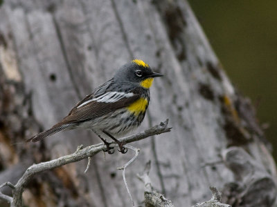 Yellow-rumped Warbler - Dendroica coronata