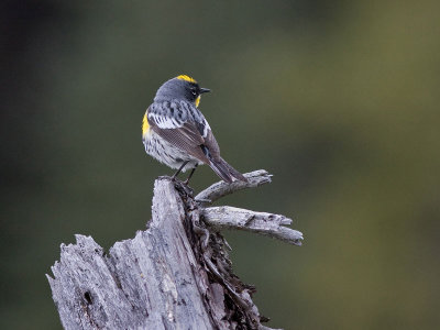 Yellow-rumped Warbler - Dendroica coronata