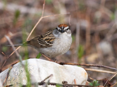 Chipping Sparrow -  Spizella passerina