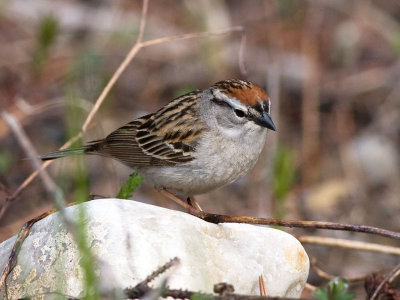 Chipping Sparrow -  Spizella passerina