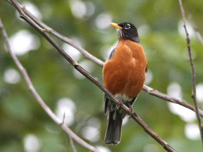 A merican Robin  male - Turdus migratorius