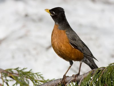 A merican Robin  male - Turdus migratorius