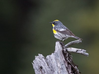 Yellow-rumped Warbler - Dendroica coronata