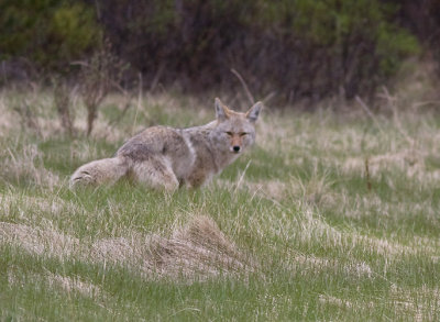 Coyote  -  Canis latrans