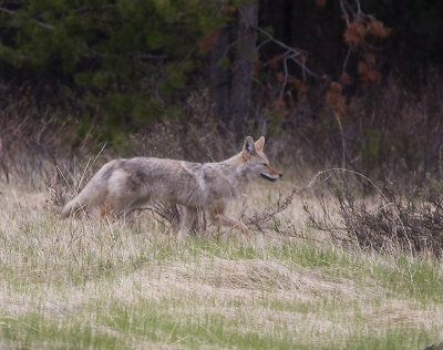 Coyote  -  Canis latrans