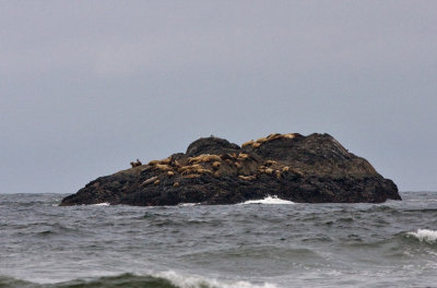 Stellers Sea Lion - Eumetopias jubatus