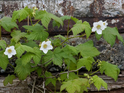 Thimbleberry   Rubus parviflorus