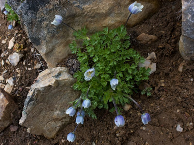 DSC_0026-Anemone.jpg