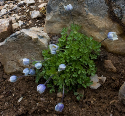 DSC_0027-Anemone.jpg
