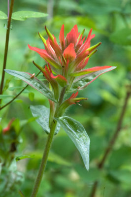 Paintbrush mountainside sp.  Castilleja