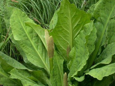 Skunk cabbage