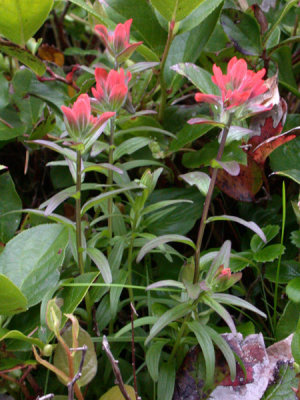 Paintbrush mountainside sp.  Castilleja