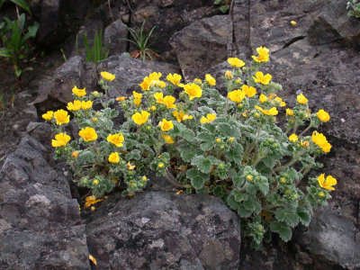 DSCN6130.jpg