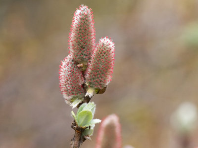 Catkins  Willow - Salix ssp.