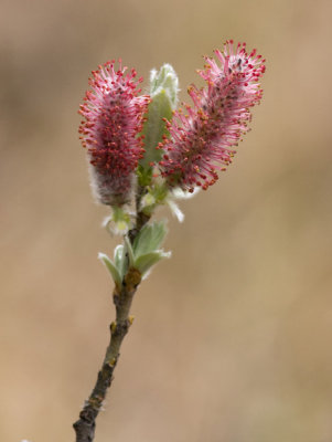 Catkins  Willow - Salix ssp.