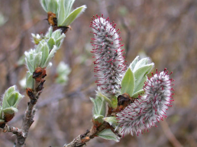 Catkins  Willow - Salix ssp.