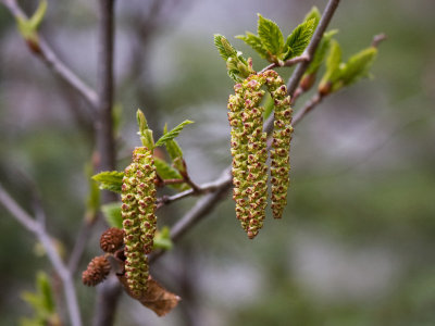 Catkins  Adler -Alnus ssp. l
