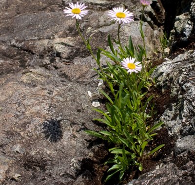  Showy Fleabane   Erigeon speciosus