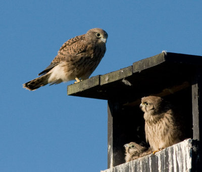 Kestrel - Falco tinnunculus - Trnfalk