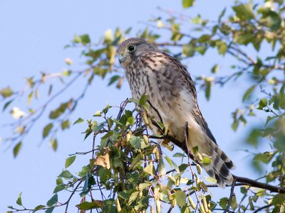 Kestrel - Falco tinnunculus - Trnfalk